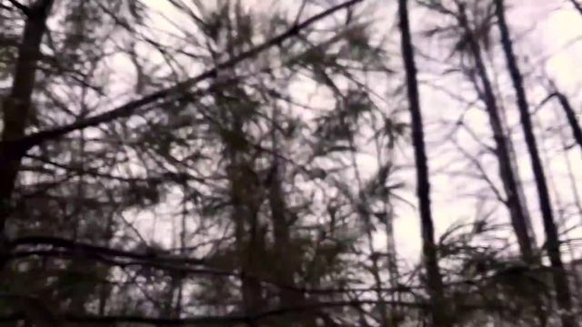 Winter Wildlife for Kids | VIRTUAL HIKE #25 смотреть онлайн