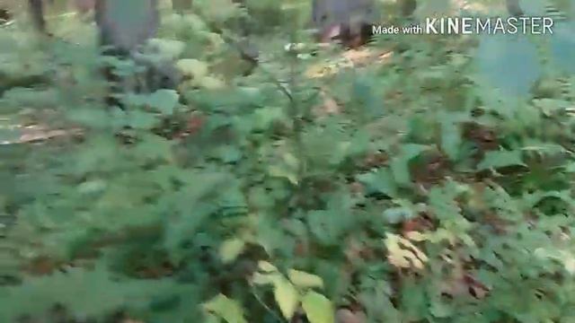 Vlog: два ведра грибов за 1 час смотреть онлайн