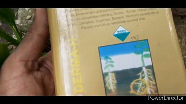 Chilli and Tomato flowers,fruit dropping,and plant turning brown all solutions- 2020 смотреть онлайн