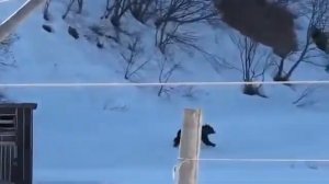 Медведи пришли в деревню