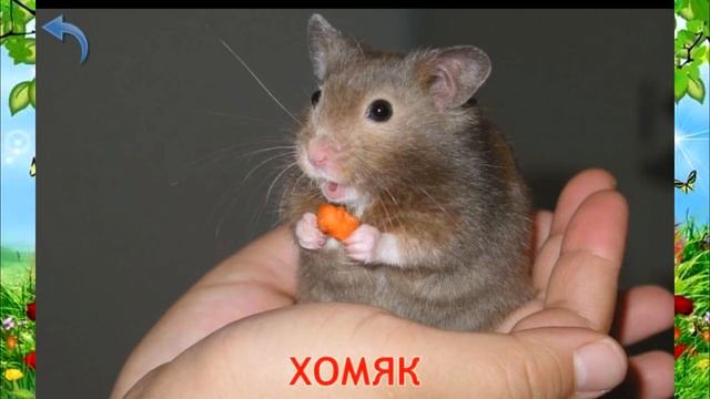 развивающий мультфильм про животных для детей