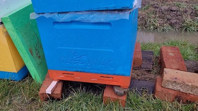 Двуматочная семья и матки именитого матковода. смотреть онлайн