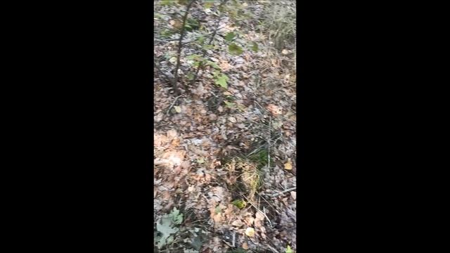 В БРЯНСКОМ ЛЕСУ ТИШИНА смотреть онлайн