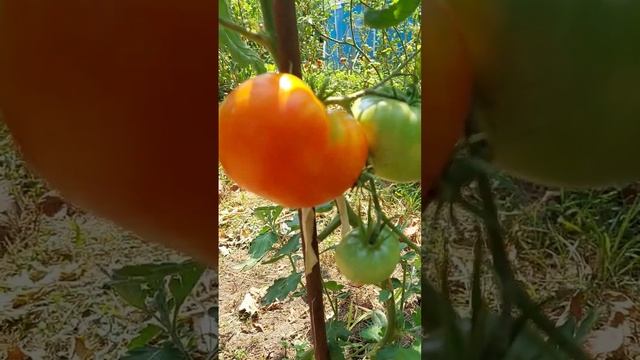 Томат розовый бегемот смотреть онлайн