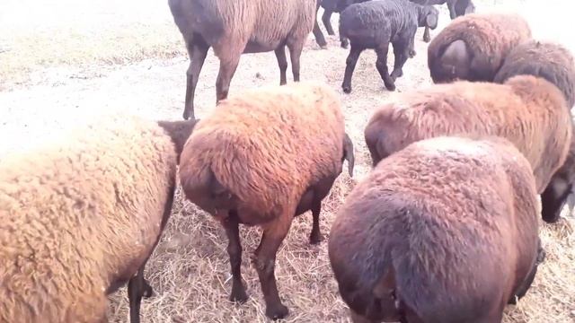 ГИССАРСКИЕ ОВЦЫ СУРХАНДАРЬИ. СУРХОНДАРЁ КОЙЛАРИ