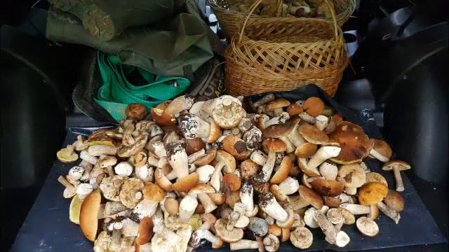 Второй  грибной  день смотреть онлайн