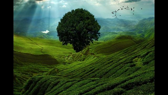 Зелёное утро. Брэдбери Рэй. Слушать рассказ смотреть онлайн