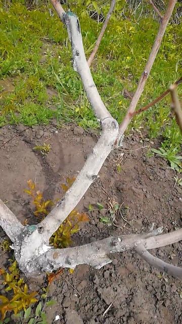 Персик после зимы #персик #shorts смотреть онлайн