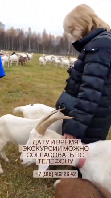 Куда свозить детей на выходные. Ферма коз. Экскурсия, дегустация сыра. #shorts
