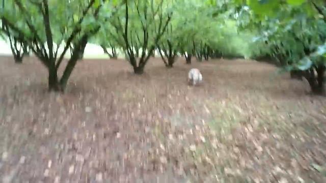 Truffle Hunting Dog - Italy - flavionicodemos.blogspot.com/ - Instagram: @flavio_nicodemos