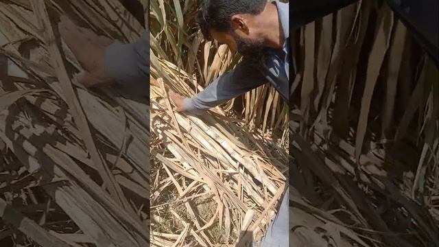 INTER CROPPING+ SUGARCANE 250__300 Tons IN 1 ACER смотреть онлайн