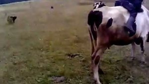 Верхом на корове