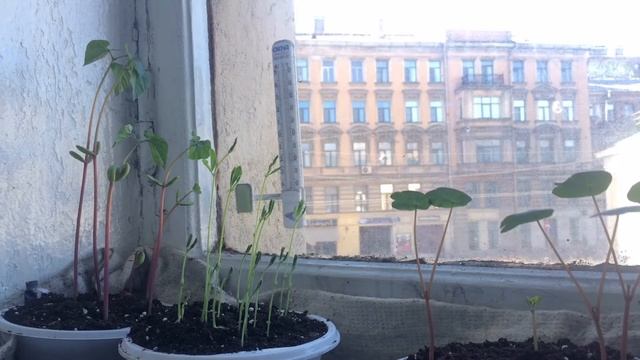 Sun makes you dance смотреть онлайн