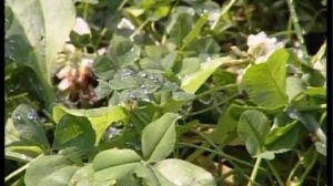 ПЕСЕНКА ДОЖДЯ (Б.Заходер - А.Крамаренко)