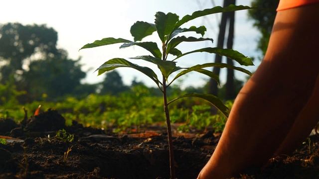 NẤM TRICHODERMA Ủ PHÂN HỮU CƠ CẢI TẠO ĐẤT ĐỐI KHÁNG NẤM PHYTOPHTHORA SP FUSARIUM SP