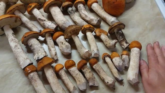 01.09. 2023 очередная поция грибов смотреть онлайн