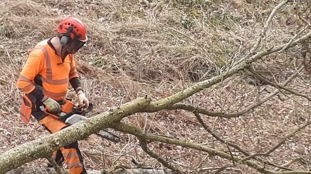 Severe Ash Dieback Chalara - signs  symptoms felling infected trees. Please see captions for info