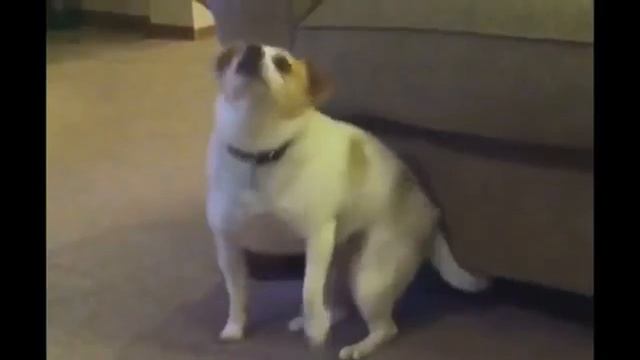 ГРИБЫ-ТАЕТ ЛЁД (СОБАКЕН ВЕРСИЯ) смотреть онлайн