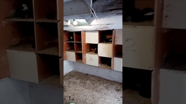 красные белохвостые смотреть онлайн