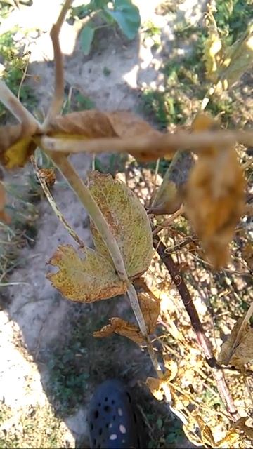 Padlí hrachové- Erysiphe pisi смотреть онлайн