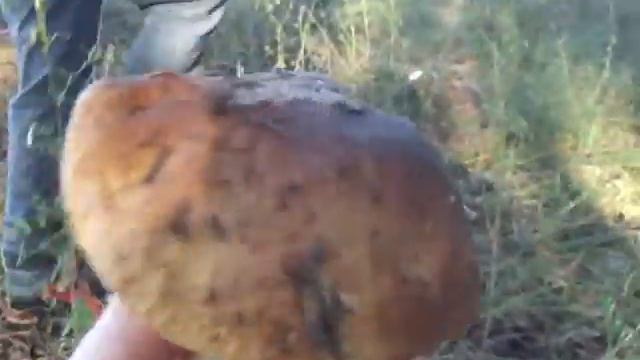 Семья Белый гриб смотреть онлайн