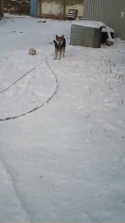 Хаски напала на человека/жесть