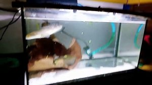 Aggressive fish (channa gachua and channa marulioides)