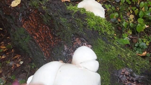 Вешенки-гиганты после проливного дождя. 14 сентября 2023 г. смотреть онлайн