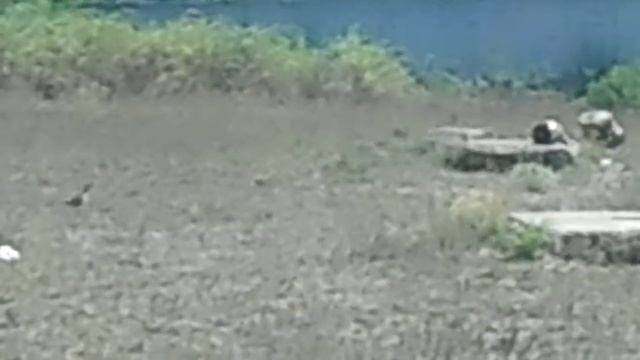 куропатки 3 смотреть онлайн