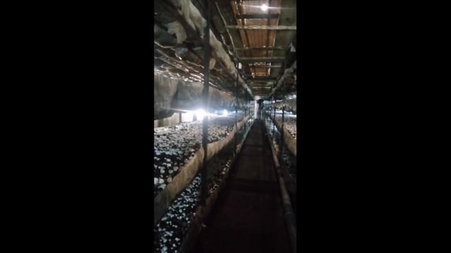 #2 Вирощування грибів Шампіньйонів в Овочесховещі смотреть онлайн