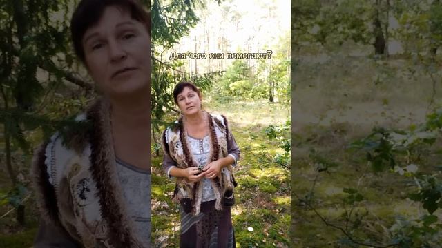 Осень - самое время для сбора этого средства от отеков! смотреть онлайн