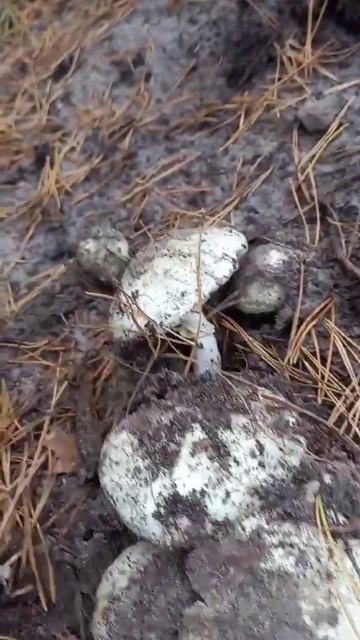 ❗Как выглядит мухомор поганковидный❗#shorts #short #video #nature #лес #грибы #fun #funny #fungi смотреть онлайн