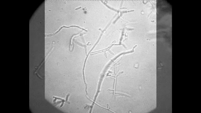 Beauvéria bassiána 4 смотреть онлайн