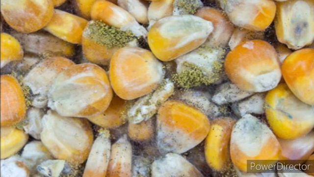 EB Paper Discussion (part 40) смотреть онлайн