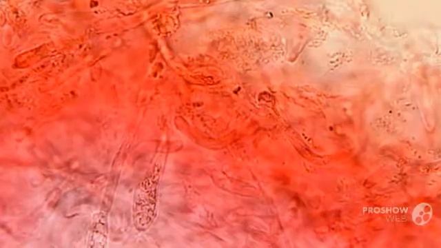 Russula font-queri - fungi kingdom смотреть онлайн