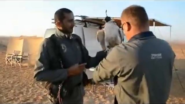 Тренировка соколов в Эмиратах