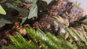 Tiger Salamander Care