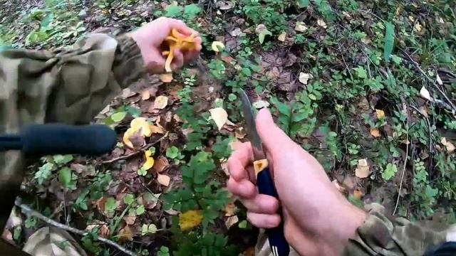 поиски грибов в сухом лесу смотреть онлайн