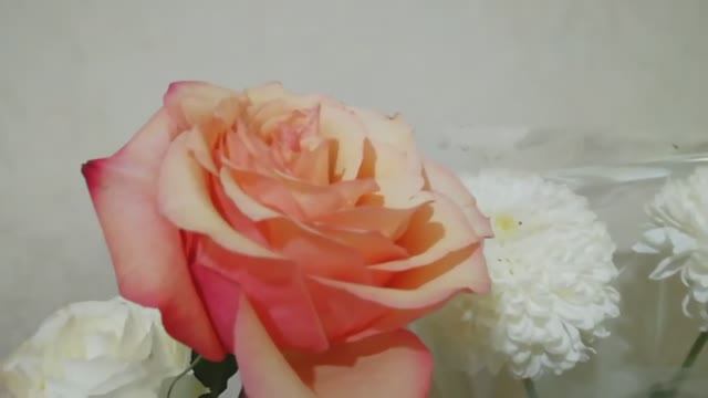 ПРИВИВКА РОЗЫ ПОЧКОЙ В ГОРШОК В КВАРТИРЕ/ЭКСПЕРИМЕНТ/НАЧАЛО ЗИМЫ смотреть онлайн