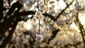 SALSA ROMANTICA MIX 2024    FRANKIE RUIZ Y EDDIE SANTIAGO   SUS MEJORES CANCIONES