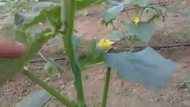 Огурец на 6 мая смотреть онлайн