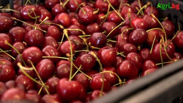 Микеле Санторели: Изкупните цени се определят от външния пазар