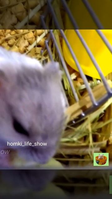 Неугомонный Джунгарский Хомячок Нюся #Shorts