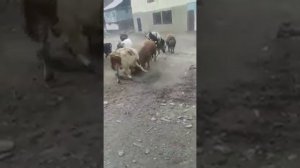 Бежта бои быков. Балукуво. 30.12.2019