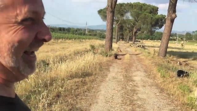 Truffle Hunting with Cocker Spaniels in Tuscany Italy смотреть онлайн