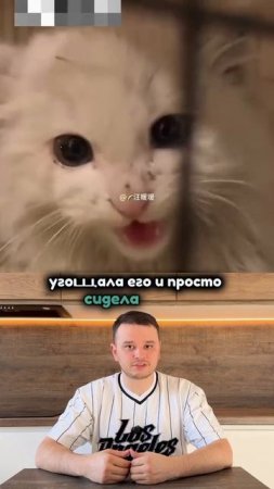 История спасения котенка