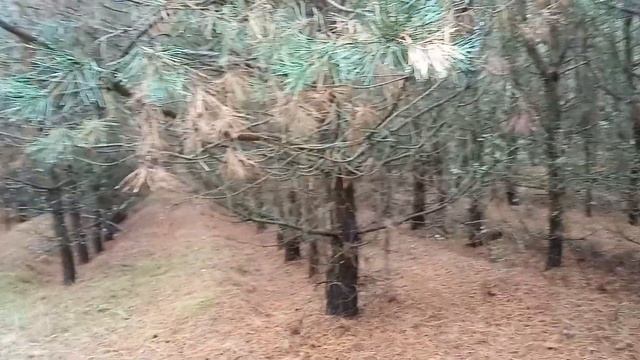 Деревенское воскресенье 🌦️🍄 смотреть онлайн