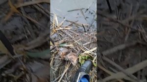 охота на ондатру капканами