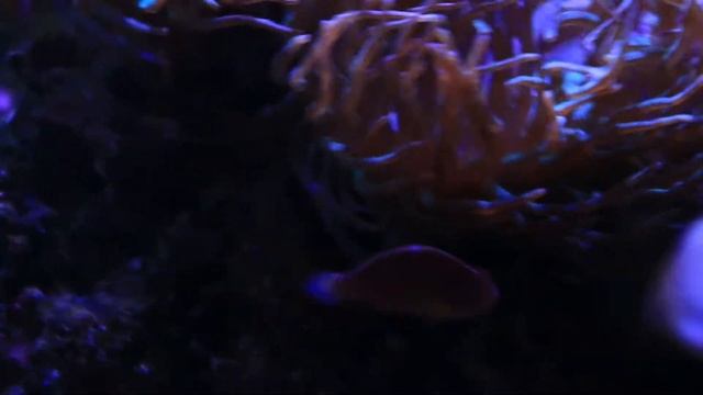 Clownfish Care Requirements | How To Keep Anemone Fish in your Aquarium смотреть онлайн