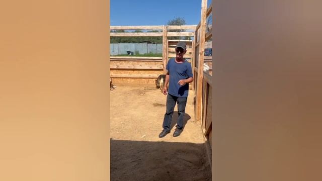 ‼️РАЗБОР СИТУАЦИИ по собакам из Щелково! #приютгвардия #приютдлясобак
